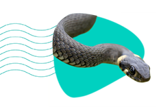 Hadi v Česku: které druhy se u nás vyskytují?