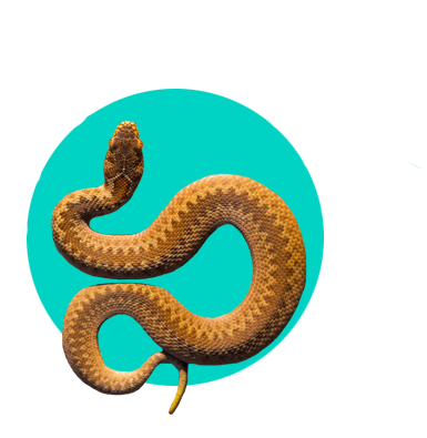 Zmije v Česku: kolik je jich druhů a jsou jedovaté?