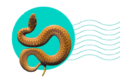 Zmije v Česku: kolik je jich druhů a jsou jedovaté?