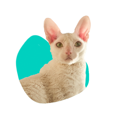 Cornish rex: co stojí za to vědět o tomto plemeni?