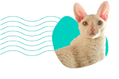 Cornish rex: co stojí za to vědět o tomto plemeni?