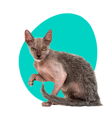 Lykoi (vlkodlačí kočka): popis plemene, charakter, zajímavosti 