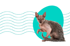 Lykoi (vlkodlačí kočka): popis plemene, charakter, zajímavosti 