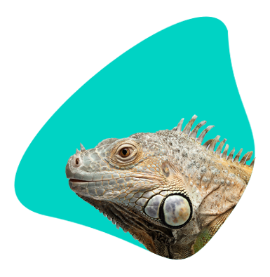 Leguán (iguana): terárium, chov, krmení