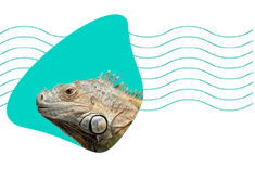 Leguán (iguana): terárium, chov, krmení