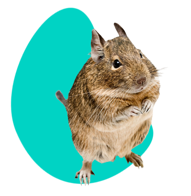 Osmák degu: vše, co potřebujete vědět o těchto oblíbených hlodavcích