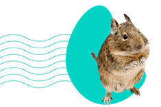 Osmák degu: vše, co potřebujete vědět o těchto oblíbených hlodavcích