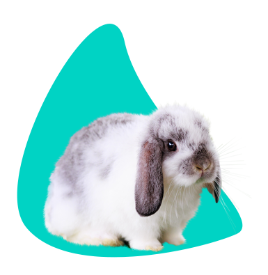 Zakrslý beran (mini lop): veškeré informace a popis plemene 