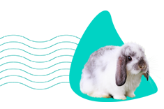 Zakrslý beran (mini lop): veškeré informace a popis plemene 