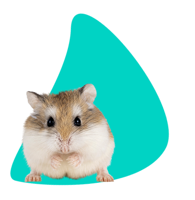 Křečík Roborovského: čím ho krmit a jak ho ochočit? Všechny informace a popis druhu