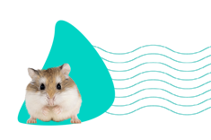 Křečík Roborovského: čím ho krmit a jak ho ochočit? Všechny informace a popis druhu