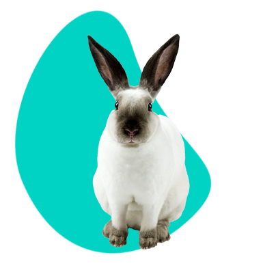 Kalifornský králík: popis druhu a veškeré informace