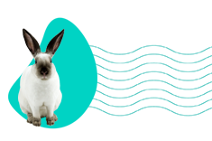 Kalifornský králík: popis druhu a veškeré informace