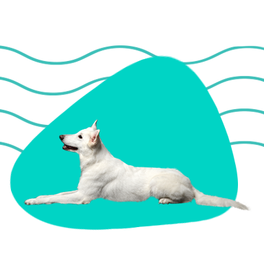 Bílý švýcarský ovčák