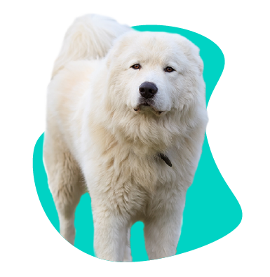 Maremmano-Abruzzese (Maremmano owczarek)