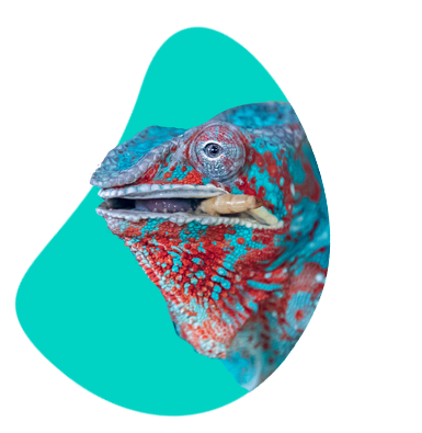 Čím se živí chameleoni? Nejlepší tipy 