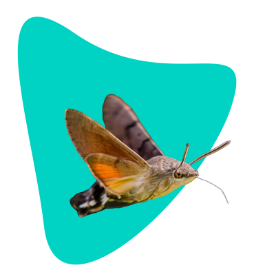 Objevte dlouhozobku svízelovou: motýlího kolibříka 