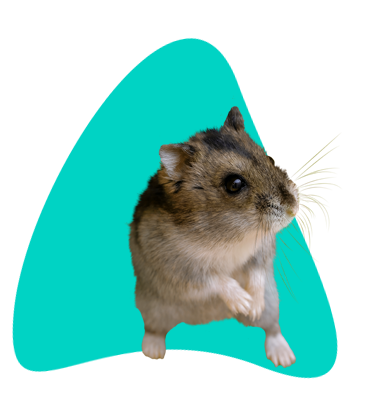 Vše o křečíkovi campbellově: chov a péče