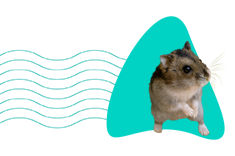 Vše o křečíkovi campbellově: chov a péče