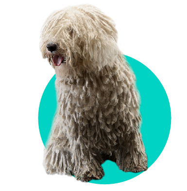 Puli