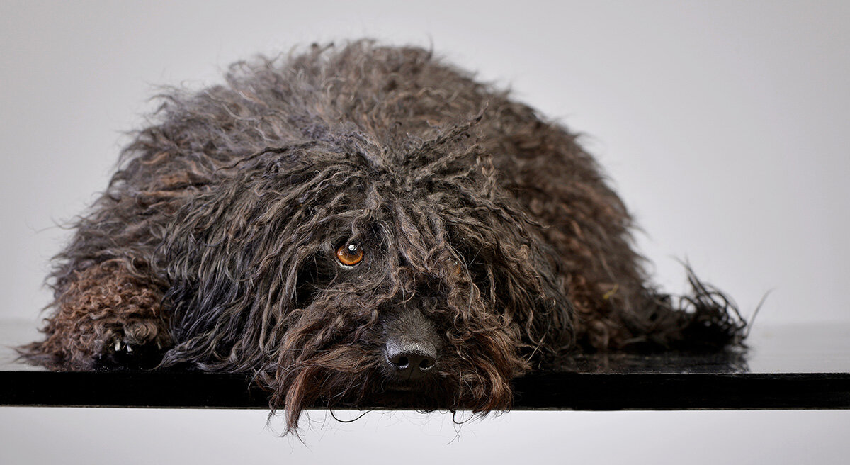 Puli
