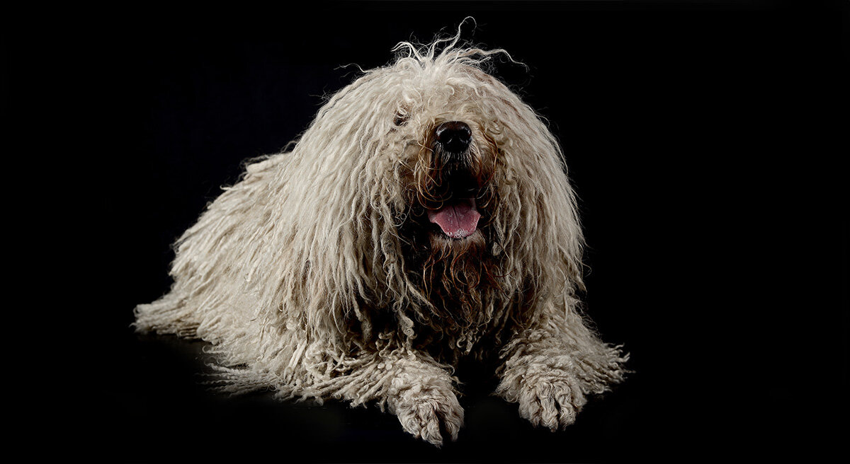 Puli