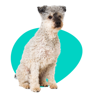 Pumi