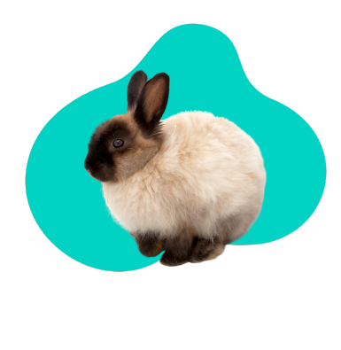 Jak dlouho žije zakrslý králík? Průměrná délka života králíka v zájmovém chovu