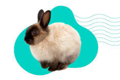 Jak dlouho žije zakrslý králík? Průměrná délka života králíka v zájmovém chovu