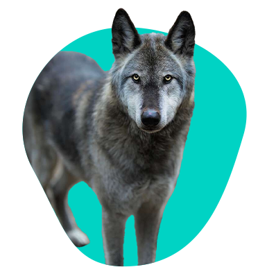 Americký vlčák (American Wolfdog) 