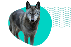 Americký vlčák (American Wolfdog) 