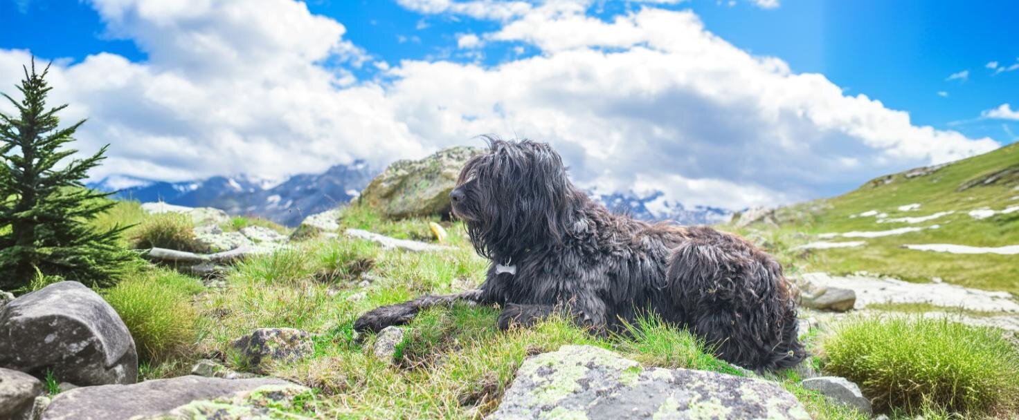 Bergamasco 