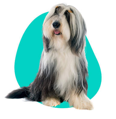 Bearded collie