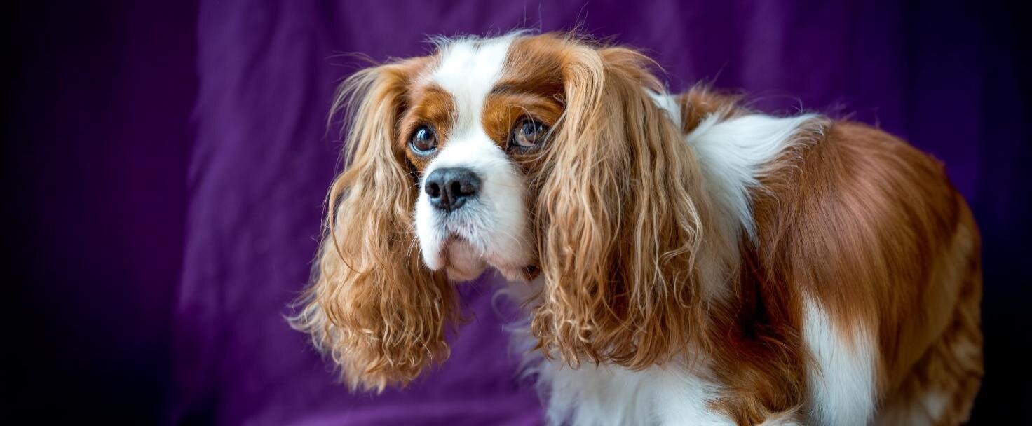 Kavalír King Charles španěl 
