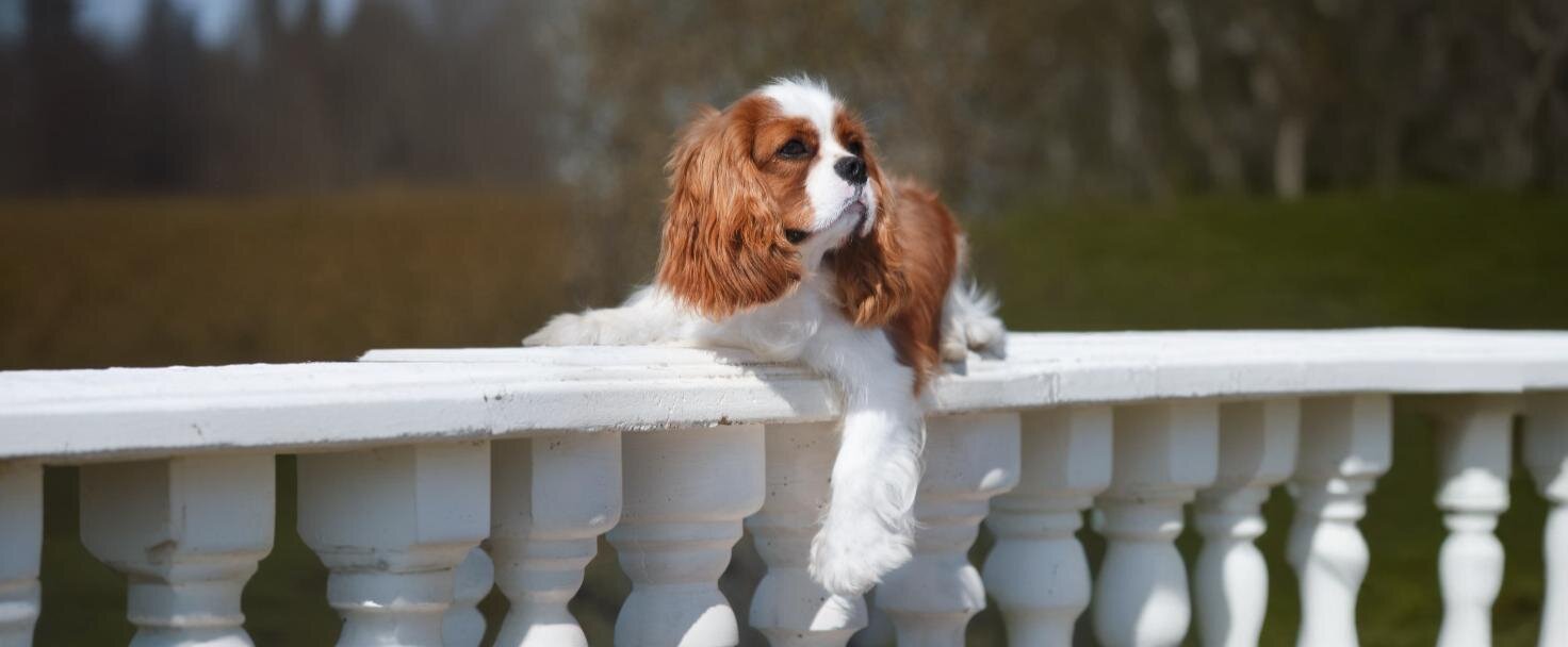 Kavalír King Charles španěl 
