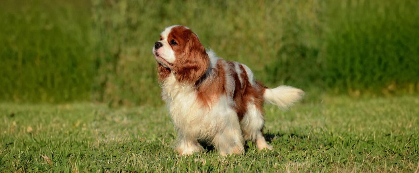 Kavalír King Charles španěl 